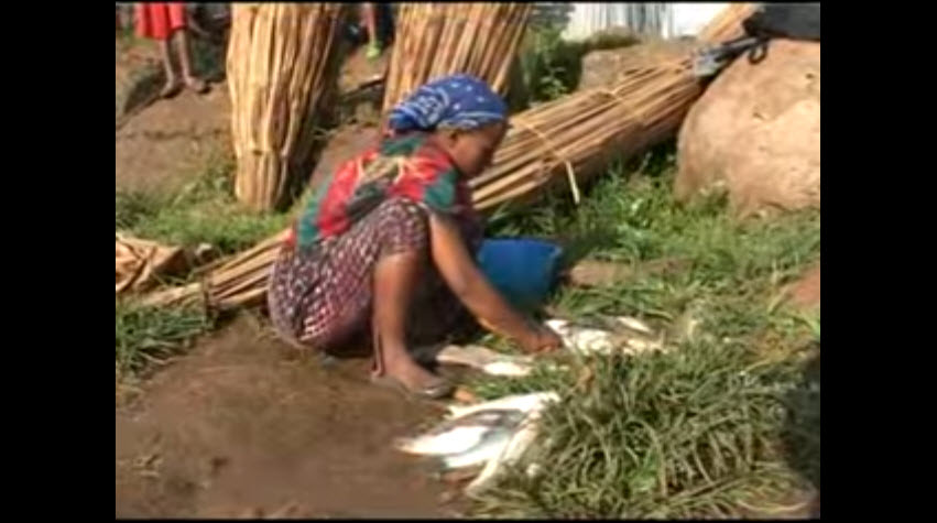 Fisheries Management On Lake Tana